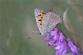 <p>OHNIVÁČEK ČERNOKIDLÝ (Lycaena phlaeas) ---- /Small copper - Kleiner Feuerfalter/</p>